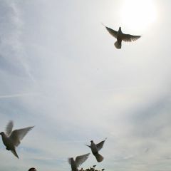Imagebild - weisse Tauben fliegen am Himmel