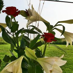 Detailbild Inselhof Vineta einer roten Rose